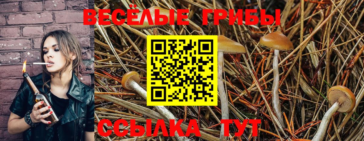 Псилоцибиновые грибы Psilocybine cubensis Нижний Новгород